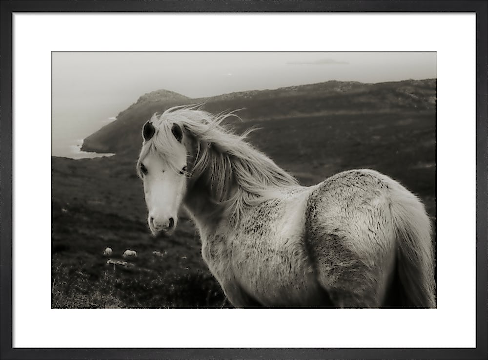 horse prints